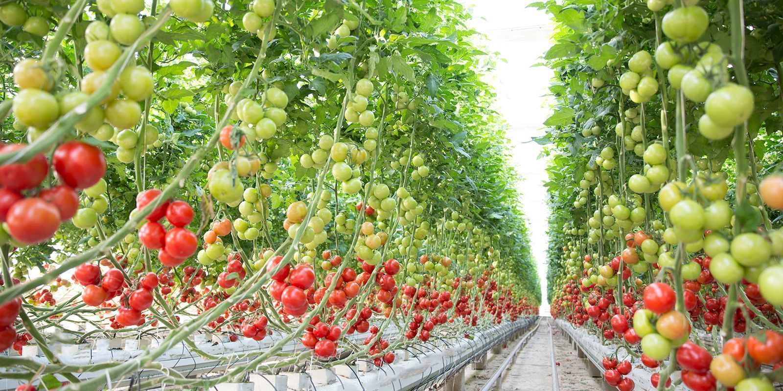 صوبة الطماطم بالزراعية المائية بدون تربة