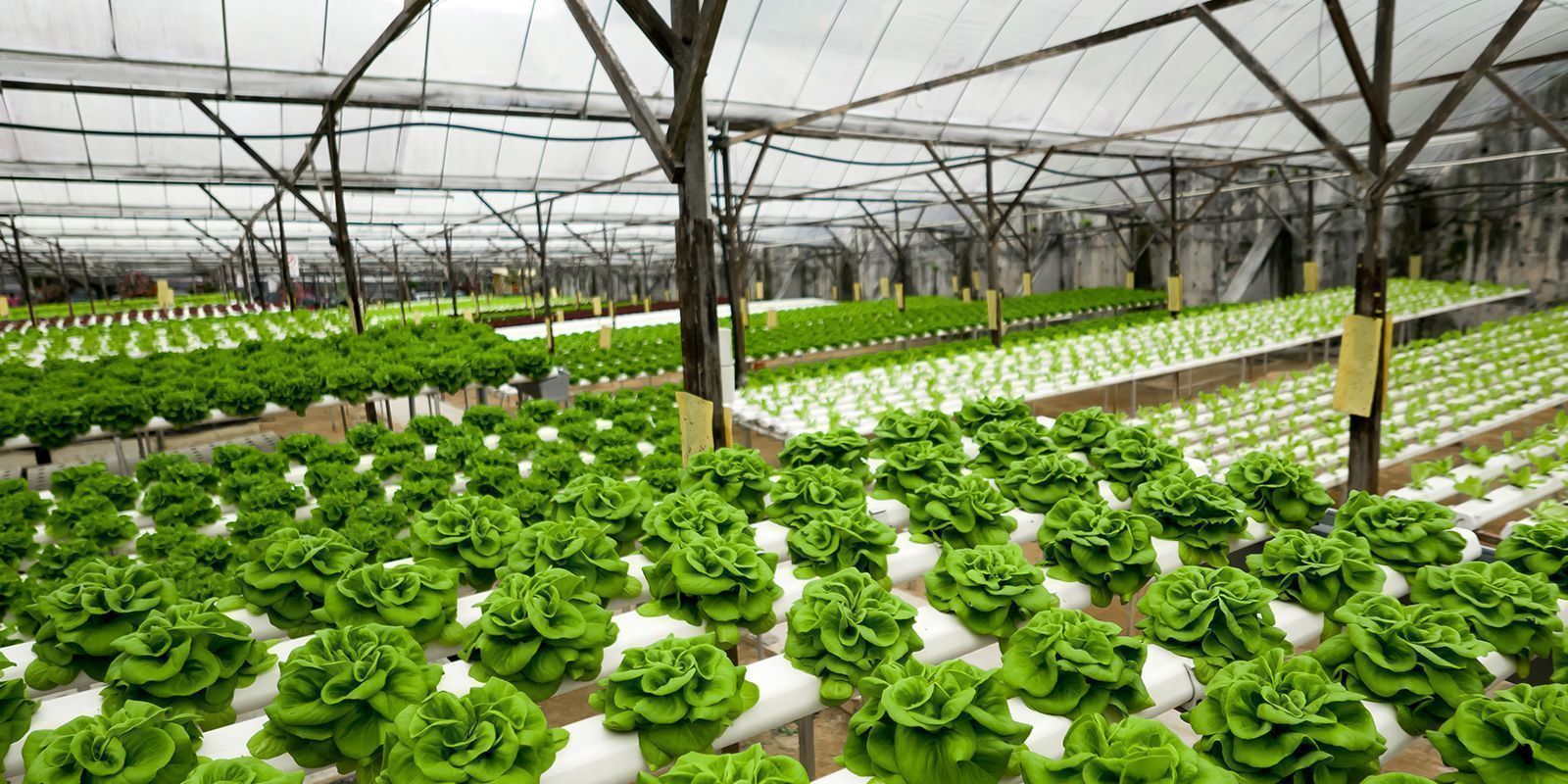 Hydroponic Lettuce Greenhouse
